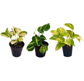 Pack of 3 Best Money Plants